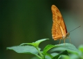 Dryas julia Dryas julia