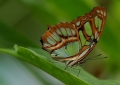 Malachitfalter_2 Malachitfalter_2