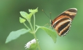 Schmetterlingsname ist mir nicht bekannt Schmetterlingsname ist mir nicht bekannt