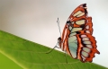 Malachitfalter Malachitfalter