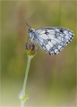 Schachbrettfalter Schachbrettfalter