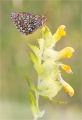 Scheckenfalter Scheckenfalter