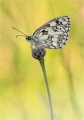 Schachbrettfalter Schachbrettfalter