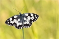 Schachbrettfalter Schachbrettfalter