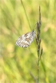 Schachbrettfalter Schachbrettfalter