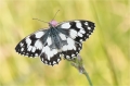 Schachbrettfalter Schachbrettfalter
