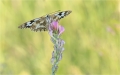 Schachbrettfalter Schachbrettfalter