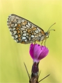 Scheckenfalter Scheckenfalter