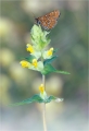 Goldener Scheckenfalter Goldener Scheckenfalter