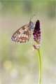 Schachbrettfalter Schachbrettfalter