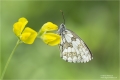 Schachbrettfalter Schachbrettfalter
