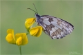 Schachbrettfalter Schachbrettfalter