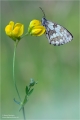 Schachbrettfalter Schachbrettfalter