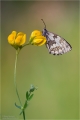 Schachbrettfalter Schachbrettfalter