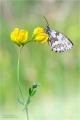 Schachbrettfalter Schachbrettfalter