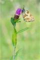 Schachbrettfalter Schachbrettfalter