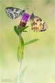 Schachbrettfalter Schachbrettfalter