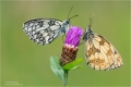 Schachbrettfalter Schachbrettfalter