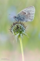 Wiesenvögelchen Wiesenvögelchen