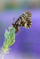 Osterluzei Osterluzei