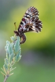 Osterluzei Osterluzei