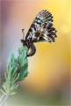 Osterluzei Osterluzei