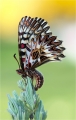 Osterluzei Osterluzei
