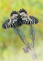 Osterluzei Osterluzei