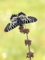 Osterluzei Osterluzei