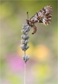 Osterluzei Osterluzei