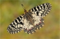 Osterluzei Osterluzei