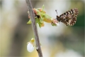 Osterluzei Osterluzei