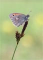 Wiesenvögelchen Wiesenvögelchen