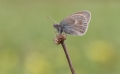 Wiesenvögelchen Wiesenvögelchen
