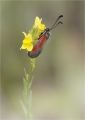Widderchen Widderchen