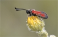 Widderchen Widderchen