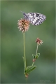 Schachbrettfalter Schachbrettfalter