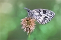 Schachbrettfalter Schachbrettfalter