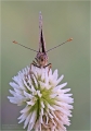 Scheckenfalter Scheckenfalter