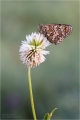 Scheckenfalter Scheckenfalter