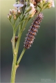 Raupe Raupe