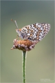 Scheckenfalter Scheckenfalter