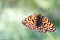 Scheckenfalter Scheckenfalter