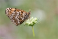 Scheckenfalter Scheckenfalter