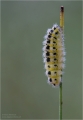 Widderchenraupe Widderchenraupe