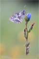 Schachbrettfalter Schachbrettfalter