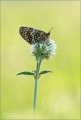 Scheckenfalter Scheckenfalter