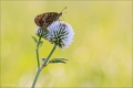 Scheckenfalter Scheckenfalter