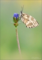 Schachbrettfalter Schachbrettfalter