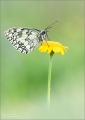 Schachbrettfalter Schachbrettfalter